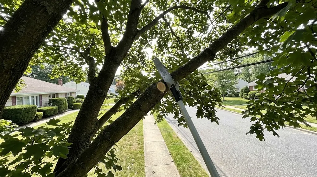 Tree Trimming & Pruning